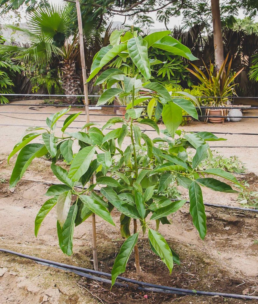Avocado tree number 4